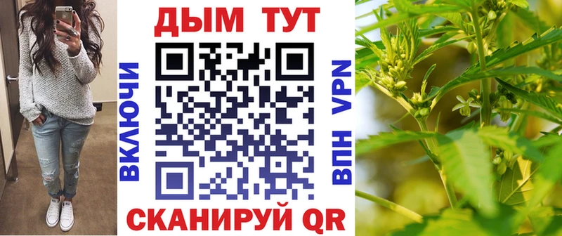 где можно купить наркотик  Кудрово  Марихуана сатива 